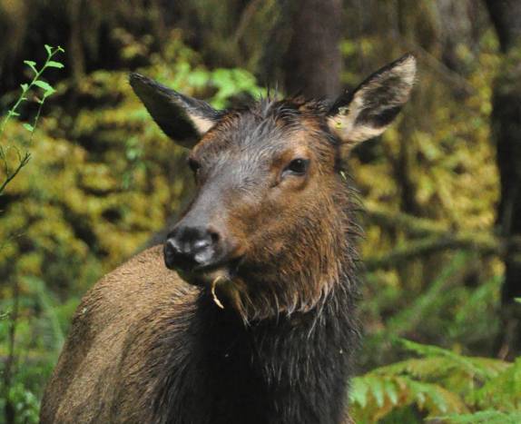 Uma das muitas Elks fêmeas na manada que encontramos na Hoh Forest, uma das mais úmidas do mundo, no Olympic National Park, no estado de Washington, oeste dos Estados Unidos